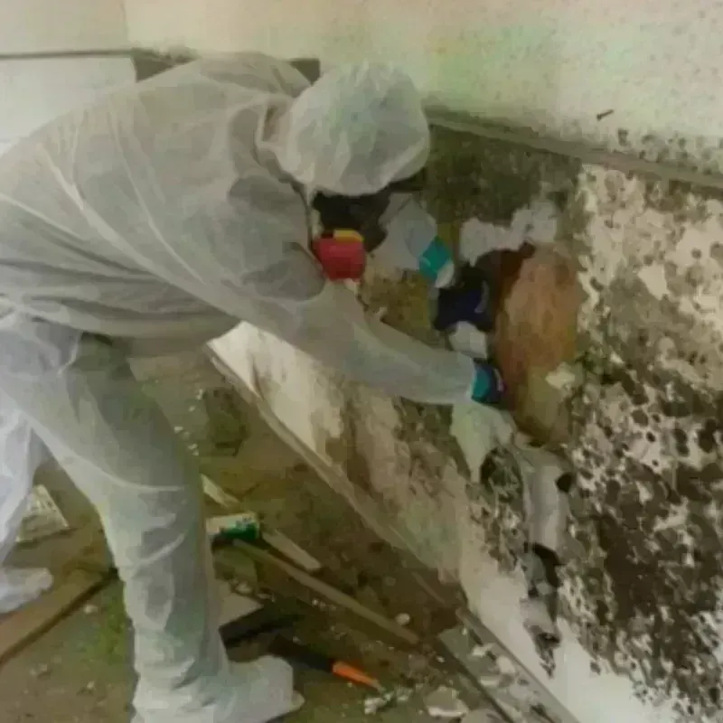 Mold Remediation and Removal in Concord, AL